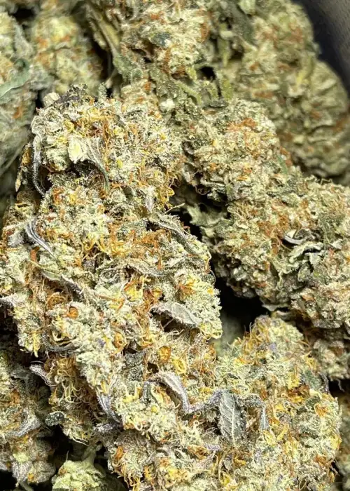 Sour Apple Gelato s1 by CopyCat Genetics, Photoperiod cannabis strain