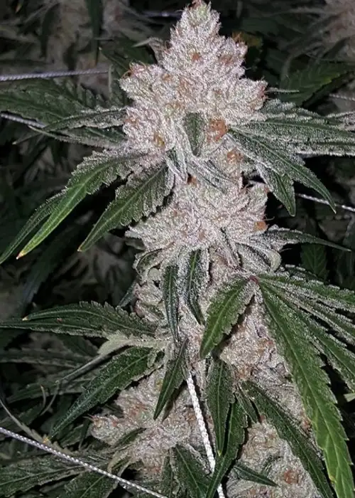 Sour Apple Regular by Common Wealth Seed Co cannabis strain