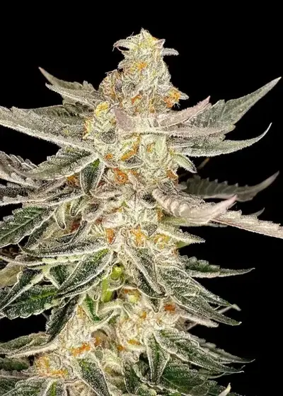 Sour Biscotti by Bloom Seed Co, Photoperiod cannabis strain