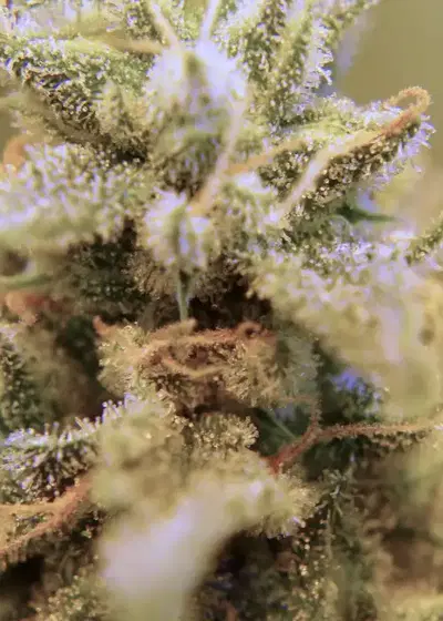 Sour Black Cherry Haze by Speedrun Seeds, Autoflower cannabis strain