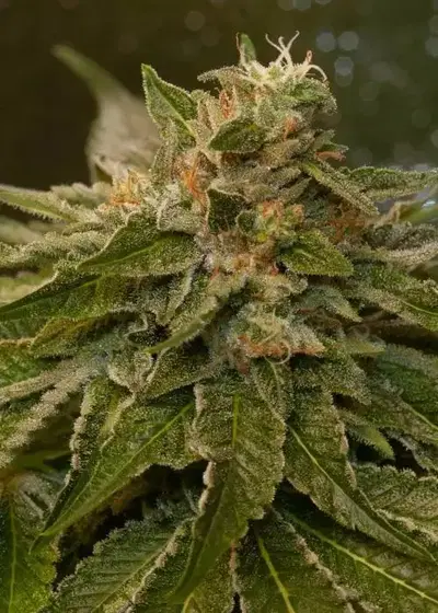 Sour Bubba by Katsu Seeds, Photoperiod cannabis strain