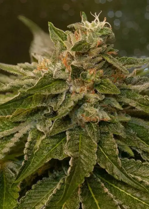 Sour Bubba by Katsu Seeds, Photoperiod cannabis strain