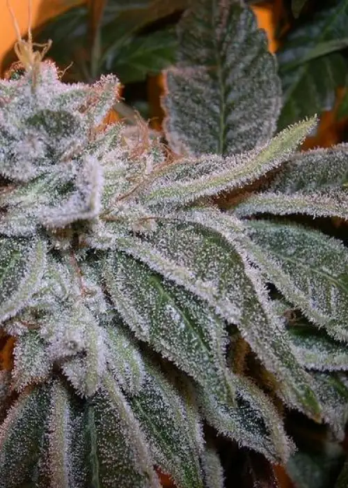 Sour Bubble by B.O.G. Seeds, Photoperiod cannabis strain