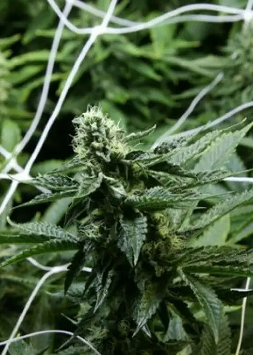 Sour Cheese by The Devils Harvest Seeds, Photoperiod cannabis strain