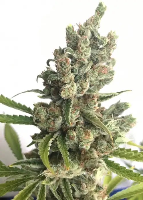 Sour Chelumbian by Norstar Genetics, Photoperiod cannabis strain