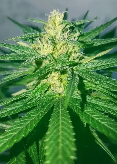Sour Cherry Kush by Arcana Collective, Photoperiod cannabis strain