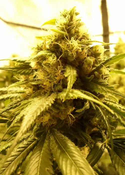 Sour Chiesel Automatic by Big Buddha Seeds, Autoflower cannabis strain