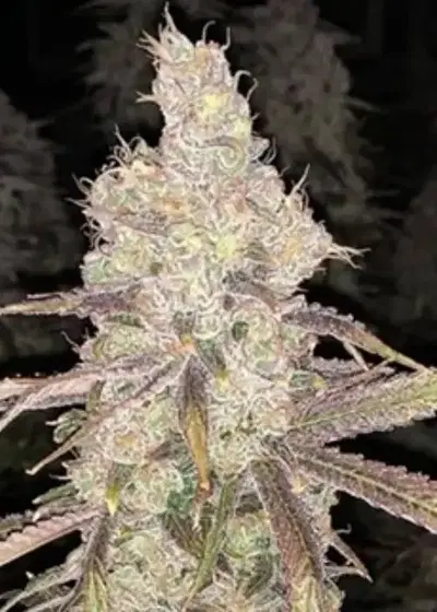 Sour Chillz by Capulator, Photoperiod cannabis strain