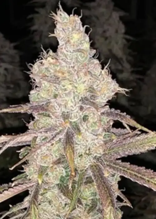 Sour Chillz by Capulator, Photoperiod cannabis strain