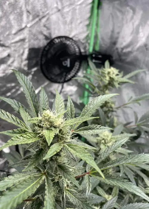 Sour Citrus by Purple City Genetics, Autoflower cannabis strain