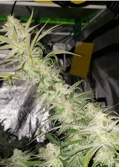 Sour Crow by SoFem Genetics, Photoperiod cannabis strain