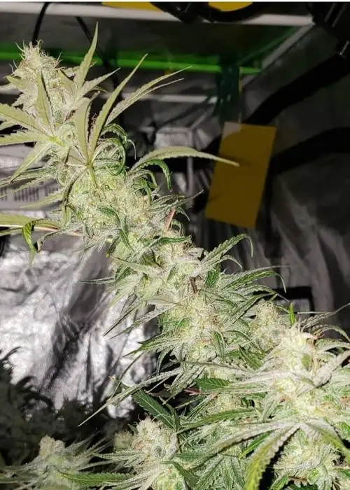 Sour Crow by SoFem Genetics, Photoperiod cannabis strain