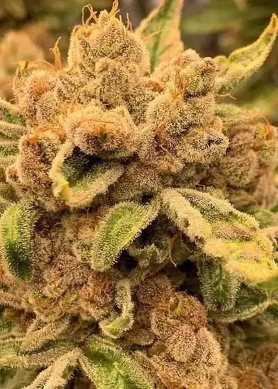 Sour Cuntz by Conscious Genetics, Photoperiod cannabis strain