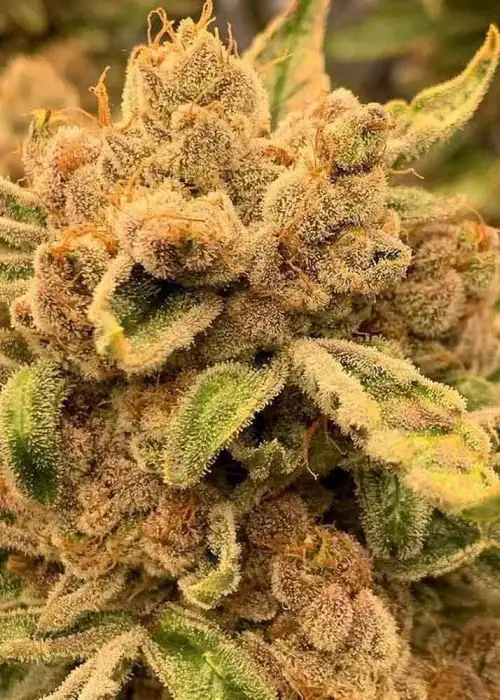 Sour Cuntz by Conscious Genetics, Photoperiod cannabis strain