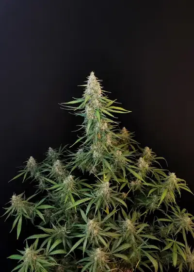Sour Diesel Auto by STRNG Seeds, Autoflower cannabis strain