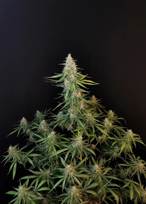 Sour Diesel Auto by STRNG Seeds, Autoflower cannabis strain