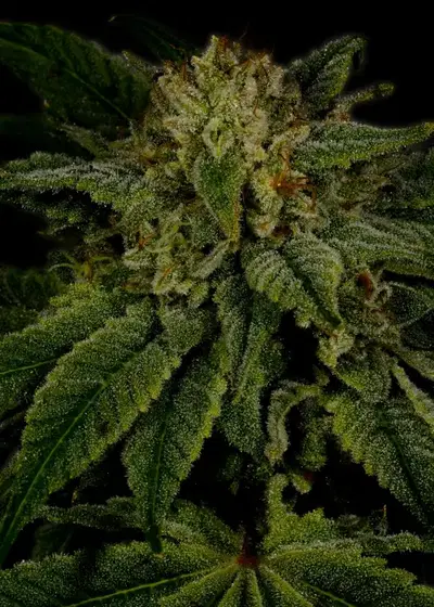 Sour Diesel Autoflower cannabis strain
