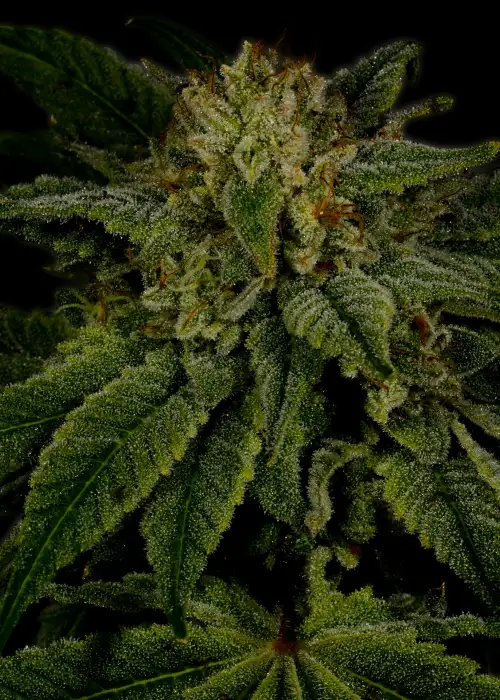 Sour Diesel Autoflower by Mediseed Man, Autoflower cannabis strain