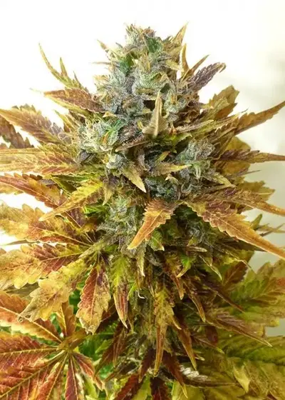 Sour Diesel Haze Auto by Seedsman, Autoflower cannabis strain