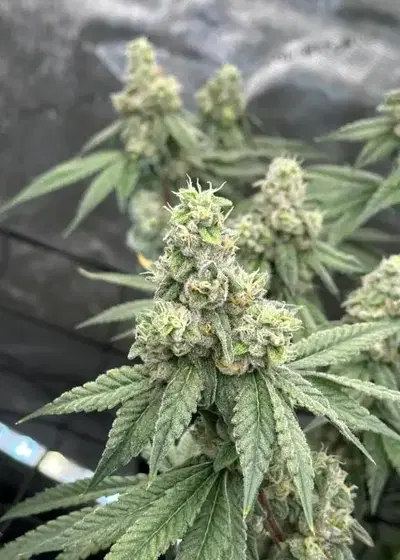 Sour Diesel x Zoda by Umami Seed Co, Photoperiod cannabis strain