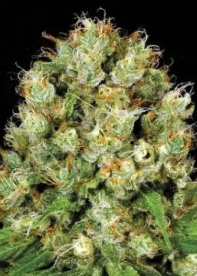 Sour Diesel cannabis strain