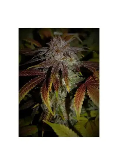 Sour Dragons Breath by 7 East Genetics, Photoperiod cannabis strain