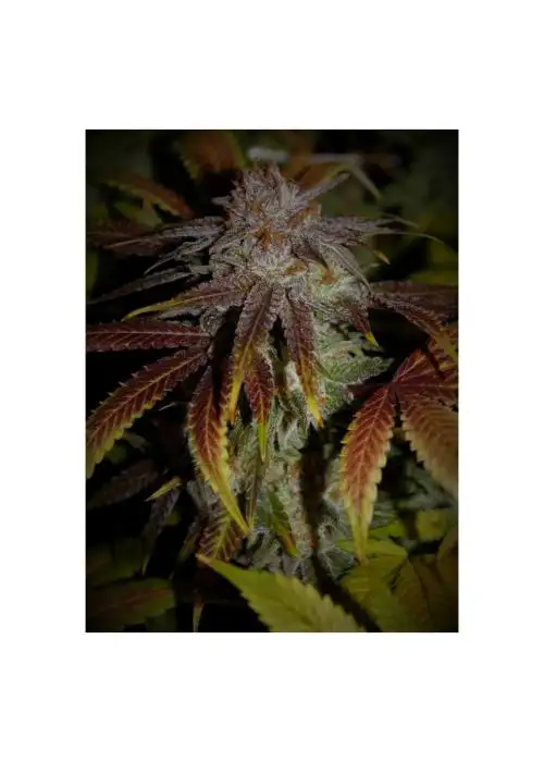 Sour Dragons Breath by 7 East Genetics, Photoperiod cannabis strain
