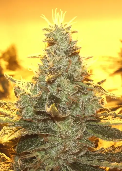 Sour Dubble by B.O.G. Seeds, Photoperiod cannabis strain