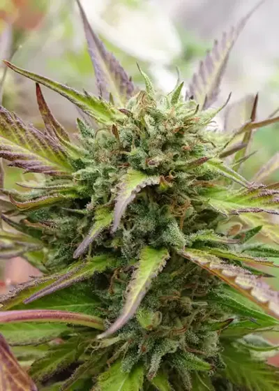 Sour Flash by Silver River Seeds, Photoperiod cannabis strain