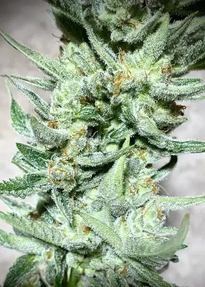 Sour Gas by SoFem Genetics, Autoflower cannabis strain