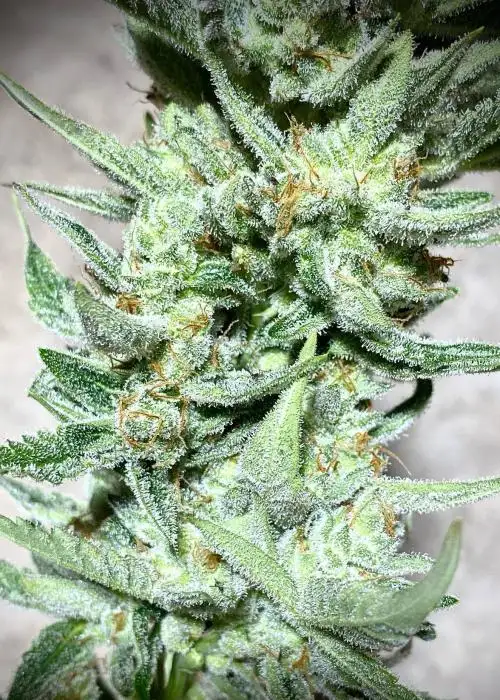 Sour Gas by SoFem Genetics, Autoflower cannabis strain