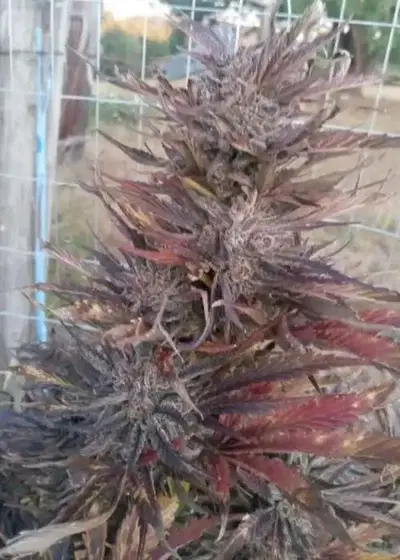 Sour Ghost Kush by Crossbone Genetics, Autoflower cannabis strain