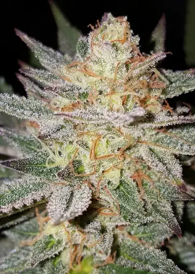 Sour Grape by B.O.G. Seeds, Photoperiod cannabis strain