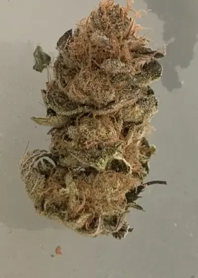Sour Gummy by Dr. Underground, Photoperiod cannabis strain