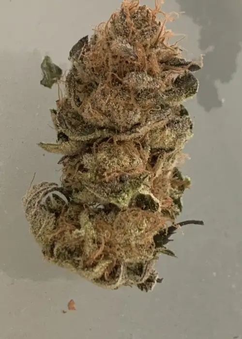 Sour Gummy by Dr. Underground, Photoperiod cannabis strain