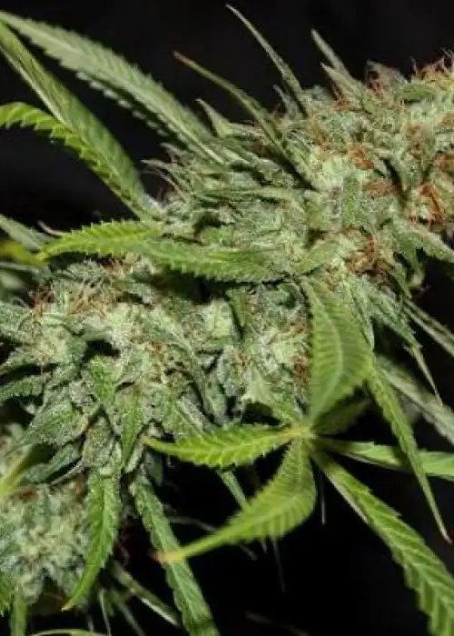 Sour Hazy Jones by Connoisseur Genetics, Photoperiod cannabis strain
