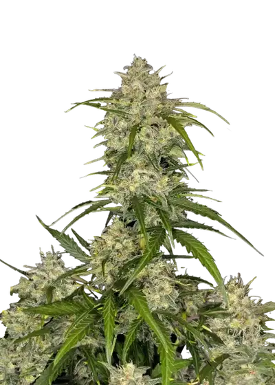 Sour Jealousy Auto™ by Fast Buds, Autoflower cannabis strain