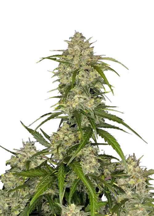 Sour Jealousy Auto™ by Fast Buds, Autoflower cannabis strain