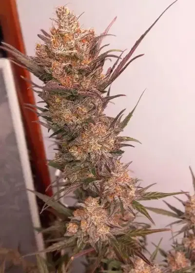 Sour Jedi Diesel by Brother Mendel’s Selection, Autoflower cannabis strain