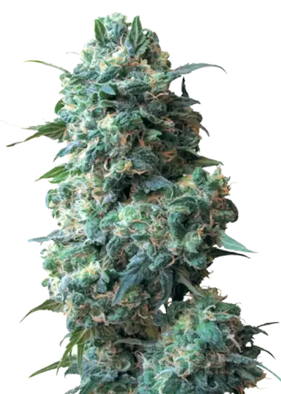 Sour Kush Auto cannabis strain