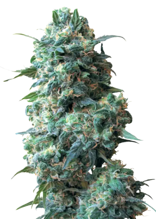 Sour Kush Auto by Growers Choice Seeds, Autoflower cannabis strain