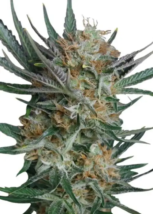 Sour Kush Feminizada by Gea Seeds, Photoperiod cannabis strain