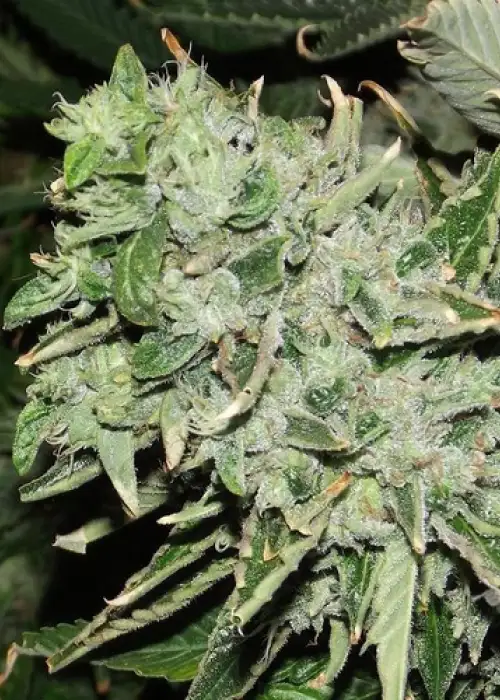 Sour Kush by Reserva Privada, Photoperiod cannabis strain