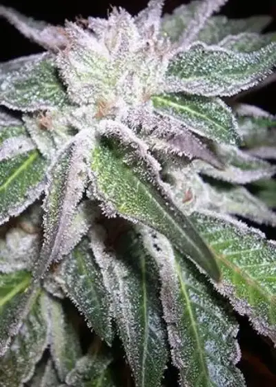 Sour LifeSaver by B.O.G. Seeds, Photoperiod cannabis strain