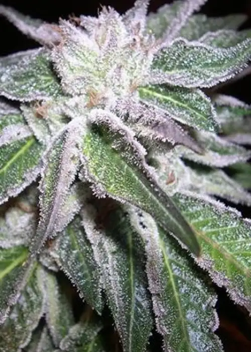 Sour LifeSaver by B.O.G. Seeds, Photoperiod cannabis strain