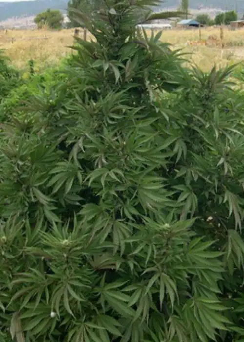 Sour LSD by B.O.G. Seeds, Photoperiod cannabis strain