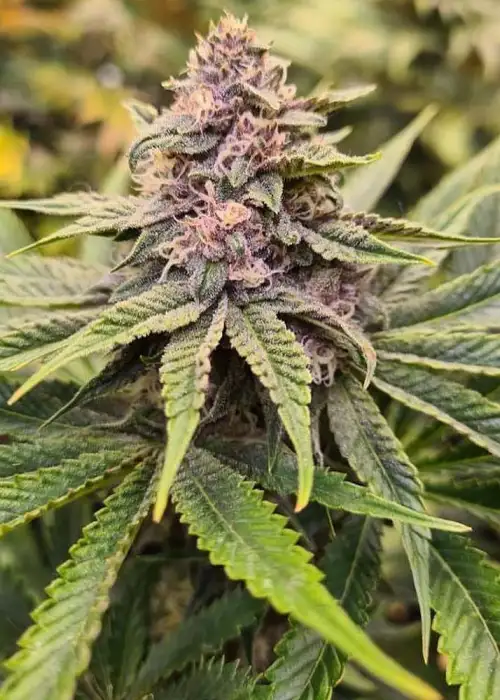 Sour Mckuntz by Conscious Genetics, Photoperiod cannabis strain