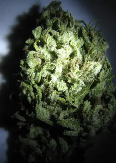 Sour Nightmare Kush by SinCity Seeds, Photoperiod cannabis strain
