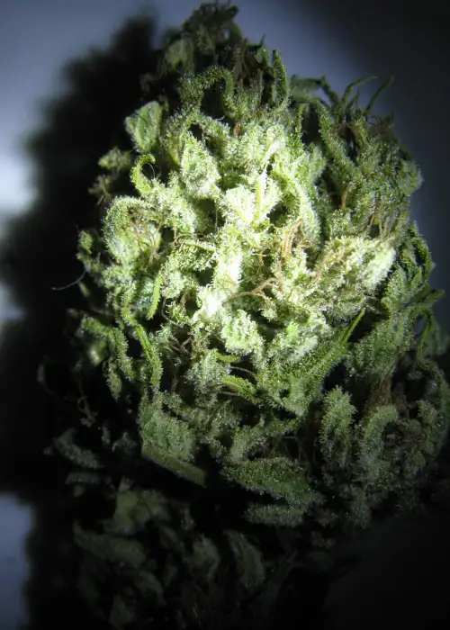 Sour Nightmare Kush by SinCity Seeds, Photoperiod cannabis strain