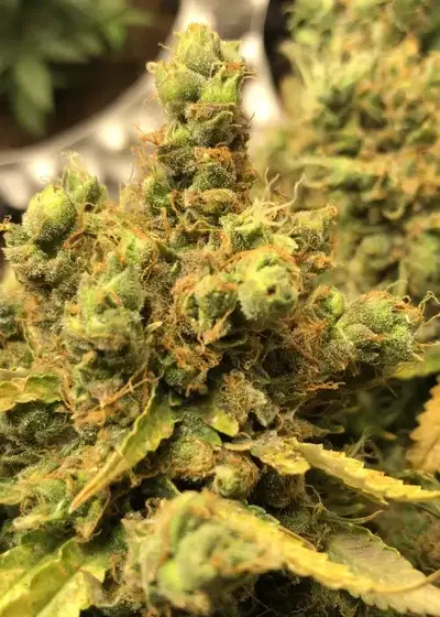 Sour Orange Auto by The Bakery Seed Co., Autoflower cannabis strain